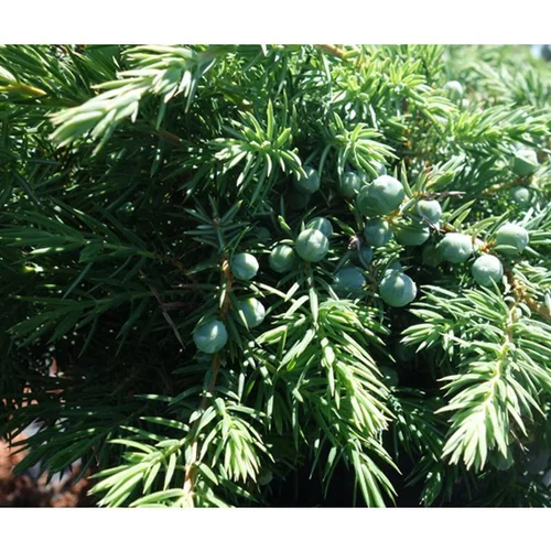 Sélection extérieur:Genévrier Juniperus Conferta Slager. Le pot de 3,7 litres