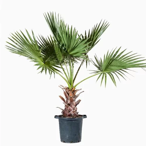 Pour un jardin bien organisé:Palmier (Washingtonia Robusta) 40/50. Le pot de 50 litres