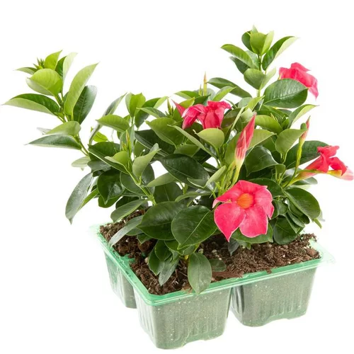 Pour mieux aménager votre jardin：Dipladénia ou Mandevilla à fleurs multicolores - Le pack de 4 plants