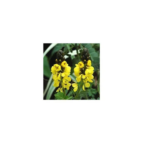 Un choix pratique pour l’extérieur:Cassia Corymbosa - Le pot de 3 litres