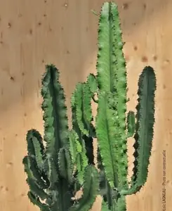 Espace vert facile:Euphorbia Erythrea botanic®. Le pot en terre cuite de Ø 27 x H 80 cm