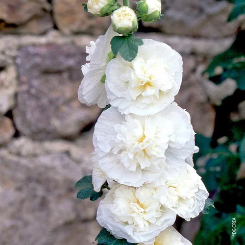 Pour mieux profiter de l’extérieur:Rose Trémière double blanche - Le pot de 1 litre