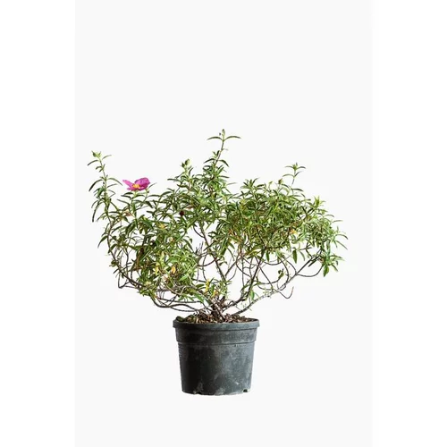 Pour votre confort en extérieur:Ciste X Skanbergii (Cistus) rose 30/40. Le pot de 5 litres