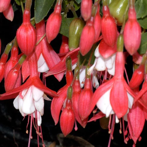 Extérieur adapté：Fuchsia lady tomb rose en pot de 2 L