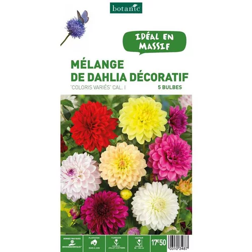 Pour votre espace:Dahlia Décoratif en mélange botanic® - 5 bulbes