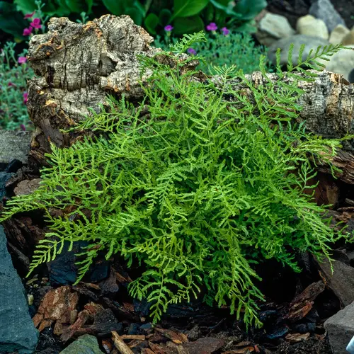 Espace vert sélection:Fougère Dryopteris filix-mas - Le pot de 2 litres