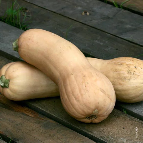 Jardin en extérieur:Courgette Longue De Nice Bio. Le pot de 10,5 cm