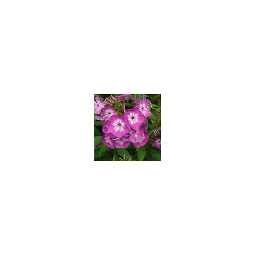 Extérieur tendance：Phlox Paniculata - Le pot de 5 litres
