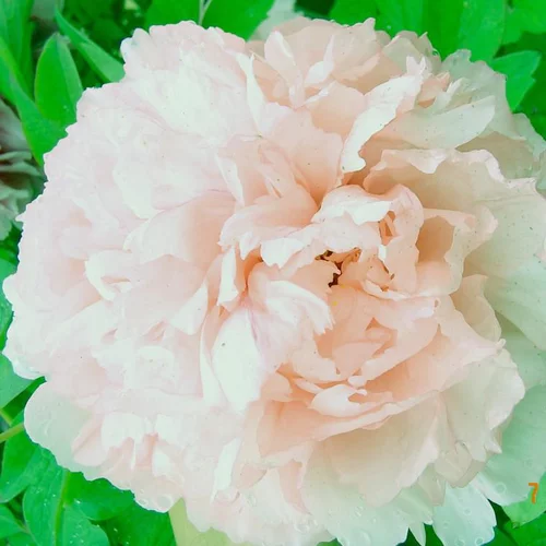 Indispensable au jardin:Pivoine Arbustive Rose Clair - Le pot de 5 litres