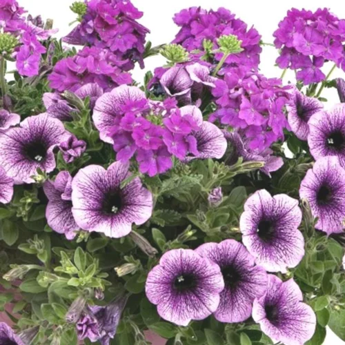 Jardin et loisirs：Melange Estivale Med - Le pot de 7,5 litres