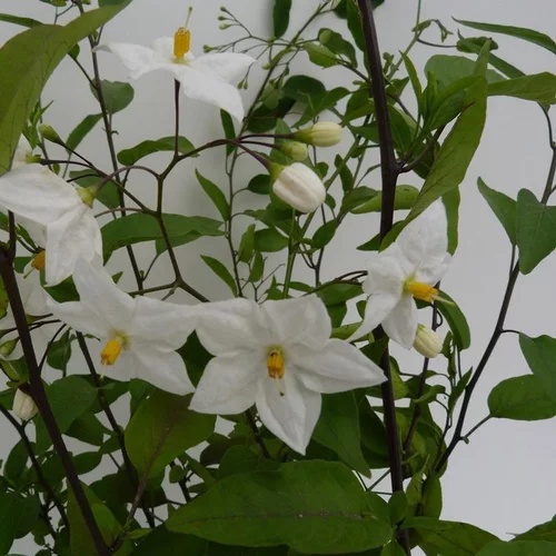 Maison et jardin：SOLANUM JASMINOIDES ALBUM. Le pot de 6 litres