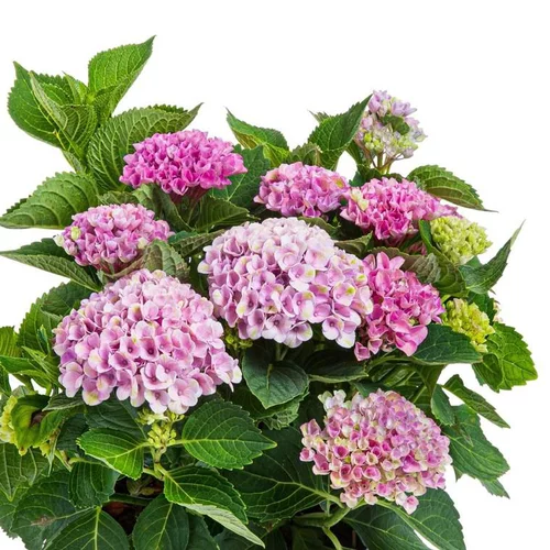 Pour créer votre espace extérieur:Hortensia Magical rose. Le pot de 4 litres