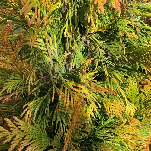 Déco au jardin：Thuya Plicata 4ever Goldy 40/50. Le pot de 3,7 litres