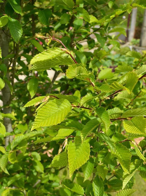 Jardin & solutions:Charme Fastigié. Le pot de 15 litres