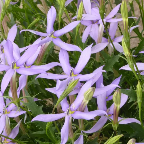 Mon jardin:Isotoma ou Laurentia à fleurs bleues - Le pot de 4,5 litres