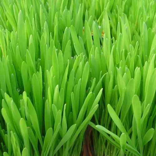 Idéal pour le jardin：Herbe A Chat Bio. Le pot de 1 litre