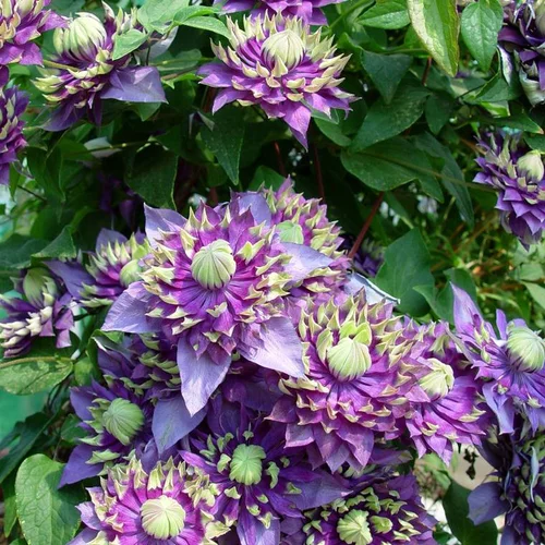 Idée jardin:CLEMATITE 'TAIGA'. Le pot de 4 litres