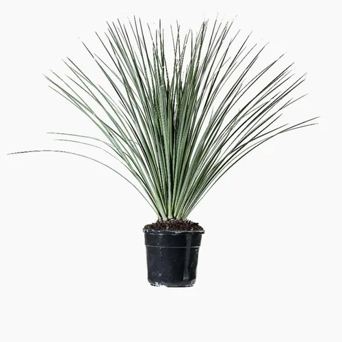 Pour tous vos projets extérieurs:Dasylirion Serratifolium vert. Le pot de 5 litres