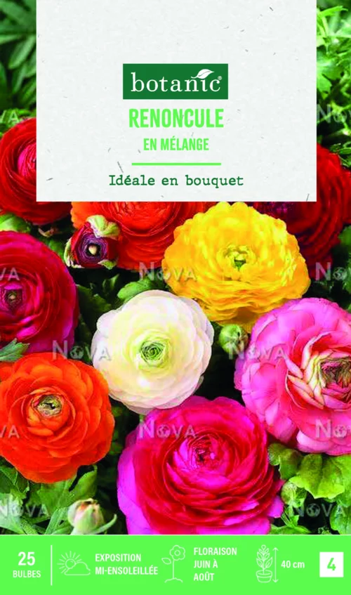Facile jardin：Bulbes de fleurs Renoncule asiatique en mélange botanic® – 25 bulbes