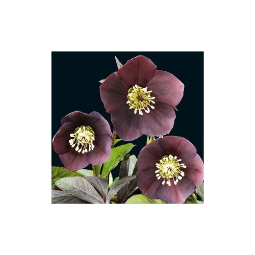 Solution pour le jardin：Helleborus Orientalis noire - Le pot de 1 litre