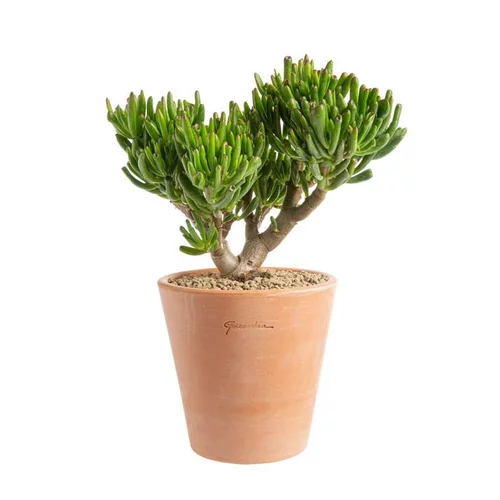 Pour compléter votre jardin:Crassula hobbit en pot terre cuite H 10 x Ø 20 cm