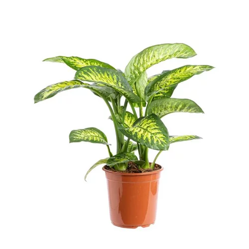 Pour tous vos projets jardin:Dieffenbachia Tropic Snow pot Ø24xH80 cm