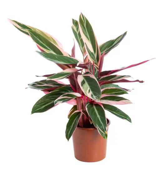 Pour plus de confort à l’extérieur:Calathea Triostar vert. Le pot Ø 17 cm