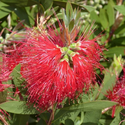 Tout pour le jardin:Callistemon Citrinus Splendens – Pot de 9L