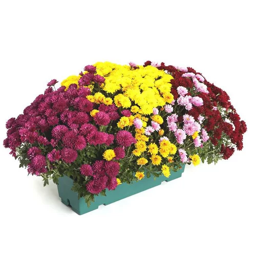 Qualité jardin:Chrysanthème arlequin multicolore. La jardinière de 40 cm