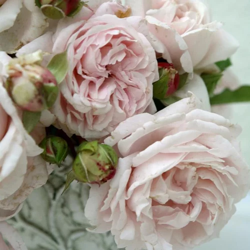 Déco pour le jardin:Rosier grosses fleurs Parfuma La belle Ferronière. Le pot de 4 litres