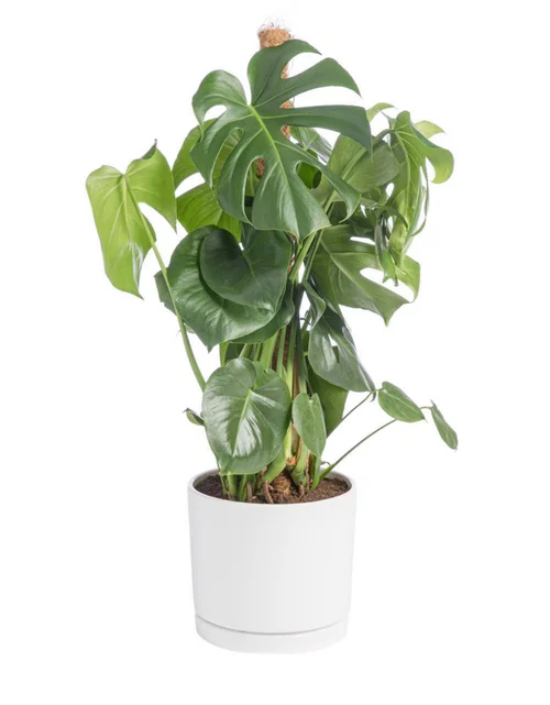 Pour simplifier le jardin:Monstera deliciosa vert sur tuteur mousse en pot blanc émaillé botanic®. Le pot Ø 24 cm