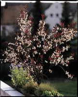 Nature pratique：Cerisier à fleurs Prunus Cistena 60/80. Le pot de 5 litres