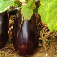 Bien pensé extérieur：Aubergine Ronde Bio. La barquette de 6 plants