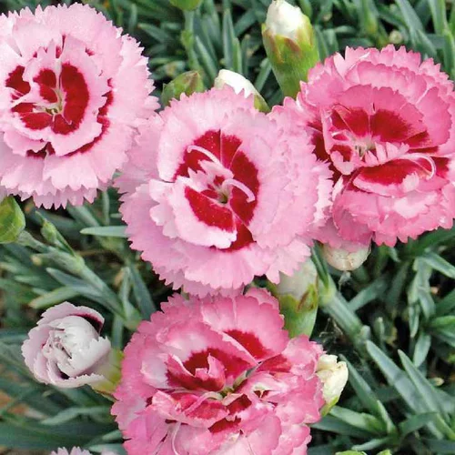 Le choix jardin:Oeillet Mignardise Rose A Oeil rouge - Le pot de 9 x 9 cm