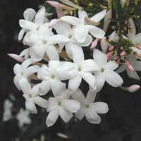 Une idée pour vos extérieurs:JASMIN POLYANTHUM. Le pot de 3 litres