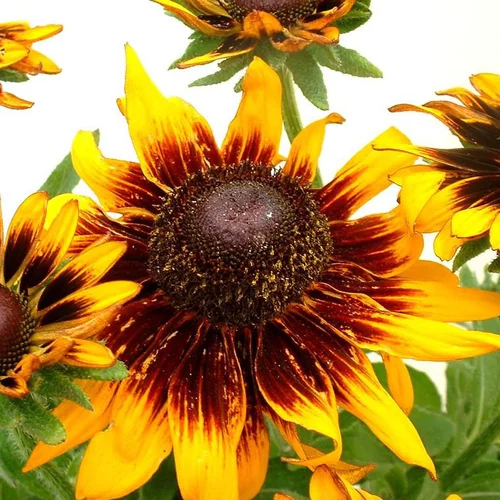 Votre allié au jardin：Rudbeckie Summerina® 'Orange' - Le pot de 2 litres