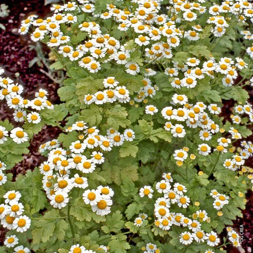 Accessoire jardin：Plante Amie Du Jardinier Matricaire Bio. Le pot de 10,5 cm