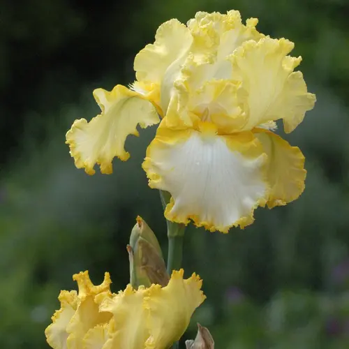 Une sélection pour le jardin:Iris des jardins Genesis - Le pot de 1 litre