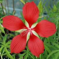 Une touche pratique à l’extérieur:Hibiscus de Chine - Le pot de 11 litres