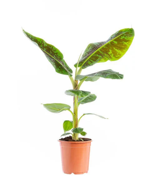 Jardin et loisirs:Musa’dwarf Cavendish Bananier Pot Ø35 cm H180 cm