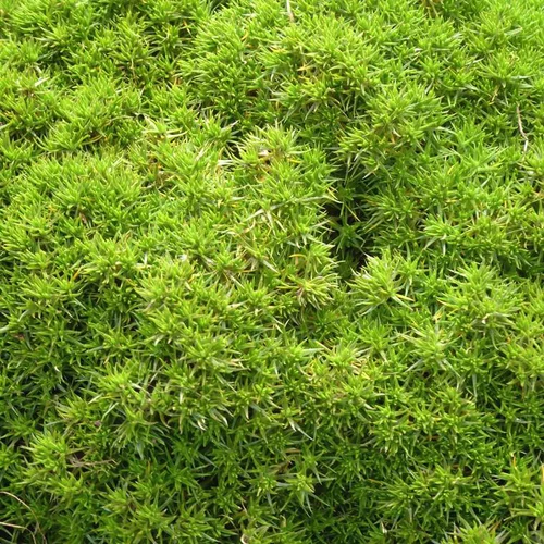 Le petit plus du jardin:Scleranthus mousse - La coupe