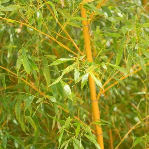 Utile extérieur：Bambou Phyllostachys Bambusoides Holochrysa. Le pot de 30 litres