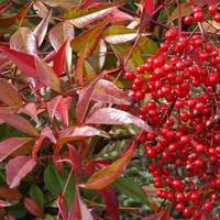 Jardin inspiration:Nandina Domestica ou Bambou Céleste rouge 30/40 en pot de 5 L