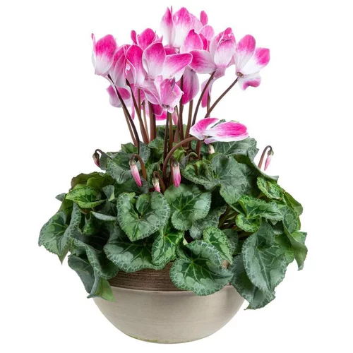 Le jardin au quotidien:Cyclamen Latinia. Le pot en terre cuite de 5 litres