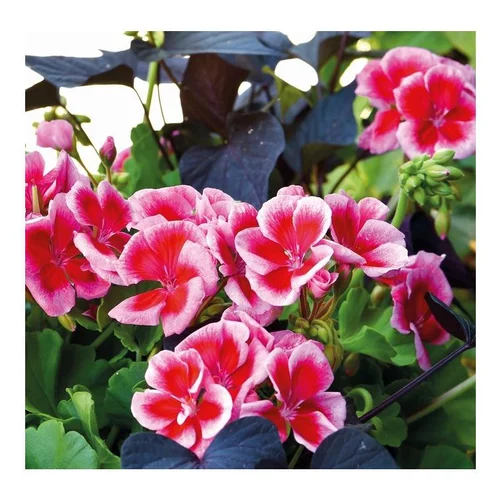 Simple au jardin:Géranium (Pelargonium) zonale bicolore rose Americana - Le pot de 4,5 litres avec soucoupe