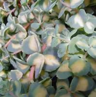 Pour votre espace vert:Sedum Mexicanum - Le pot de 1 litre