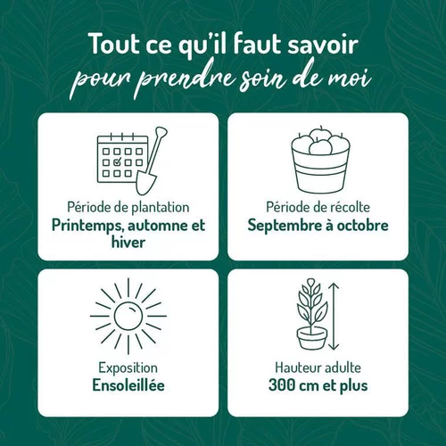 Utile jardin：Pommier Reine Des Reinettes. Le pot de 12 litres, forme gobelet