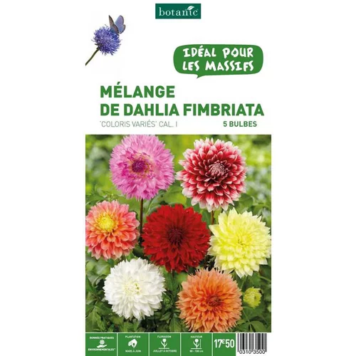 Un choix pratique pour le jardin:Mélange dahlia Fimbratia botanic® - 5 bulbes