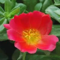 Espace vert sélection：Pourpier à fleurs simples ou Portulaca multicolore. La suspension de 23 cm