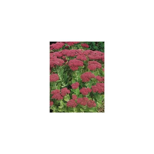 Pour votre espace vert:Sedum - Le pot diam 12 cm